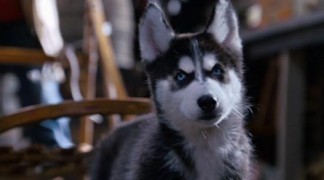 Кадр з фільму Снігові пригоди цуценят