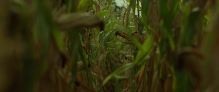 Кадр з фільму Зелена кімната