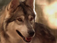 Кадр з фільму Друга книга Джунглів: Мауглі і Балу