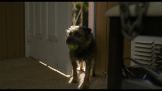 Кадр з фільму Бродяги (Кудлаті Перці)