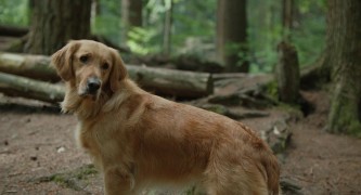 Кадр з фільму Очима собаки