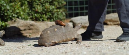 Кадр з фільму Дельфін Берні 2