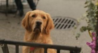 Кадр з фільму Очима собаки