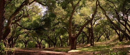 Кадр з фільму Весільний переполох