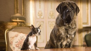 Кадр з фільму Готель для собак