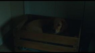 Кадр з фільму Очима собаки