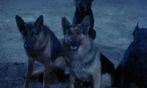 Кадр з фільму Пес-монстр