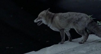 Кадр з фільму Жорстокий