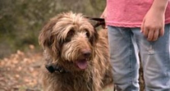 Кадр з фільму Думай як пес