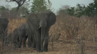 Кадр з фільму Пригоди слона