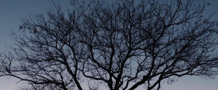 Кадр з фільму Бабадук