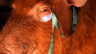 Кадр з фільму Ферма тварин