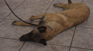 Кадр з фільму Пригоди К9: Легенда про зникле золото