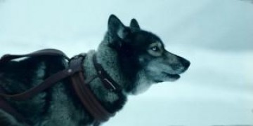 Кадр з фільму Тоґо