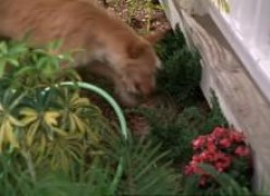 Кадр з фільму Зевс і Роксана