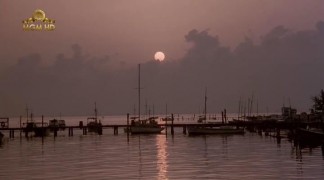 Кадр з фільму Тінторера: Тигрова акула