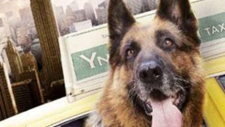 Кадр з фільму Крутий пес