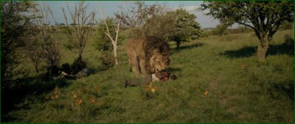 Кадр з фільму Крейвен-мисливець