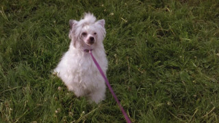 Кадр з фільму Ласий шматочок