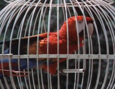 Кадр з фільму Вісімсот льє вниз Амазонкою