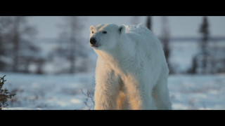 Кадр з фільму Кіна та Юк. Пухнасті пригоди