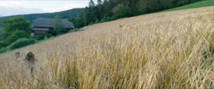 Кадр з фільму Приховане життя