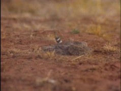 Кадр з фільму Невловимий