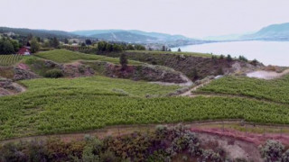 Кадр з фільму Літо на виноробні