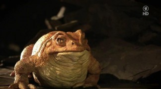 Кадр з фільму Три пера