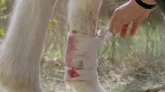 Кадр з фільму Пегас: Чарівний поні