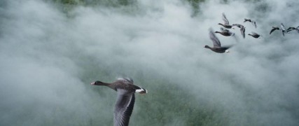 Кадр з фільму Розправ крила