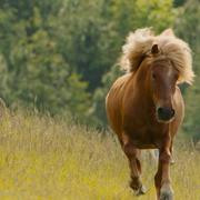 Кадр з фільму Полі