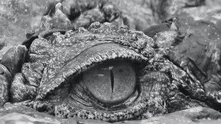 Кадр з фільму Хижі води