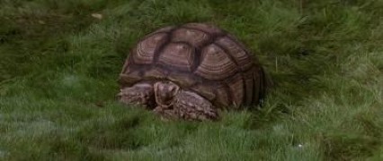 Кадр з фільму Люті створіння