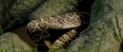 Кадр з фільму Крокодил Данді в Голлівуді