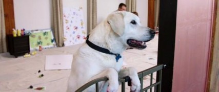 Кадр з фільму Хвостате майно