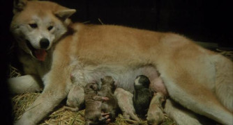 Кадр з фільму Хачіко