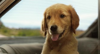 Кадр з фільму Очима собаки