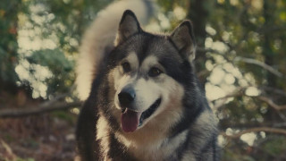 Кадр з фільму Проти природи: Подорож додому