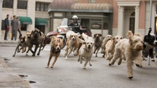 Кадр з фільму Готель для собак