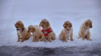 Кадр з фільму Снігові пригоди цуценят