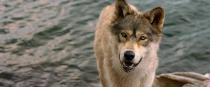 Кадр з фільму Вовк і лев