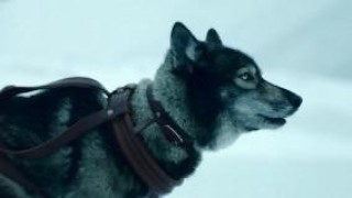 Кадр з фільму Тоґо