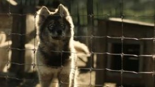 Кадр з фільму Тоґо