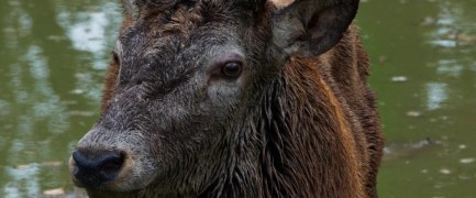 Кадр з фільму Як прогуляти школу з користю