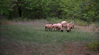 Кадр з фільму Лагідний Бен