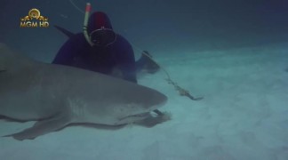 Кадр з фільму Тінторера: Тигрова акула