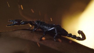 Кадр з фільму Цар скорпіонів: Книга душ