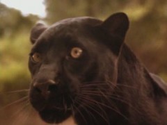 Кадр з фільму Друга книга Джунглів: Мауглі і Балу